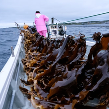 Załaduj obraz do przeglądarki galerii, Suszone Wodorosty Kombu 90g paper pack