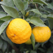 Załaduj obraz do przeglądarki galerii, Sos "Yuzu Katso Ponzu" 300 ml