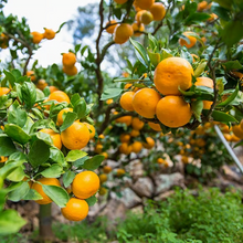 Załaduj obraz do przeglądarki galerii, Matsuo Kiwami Mikan 100% Mandarin Juice (sok 100% z japońskich mandarynek Unshiu)
