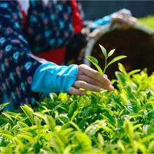 Załaduj obraz do przeglądarki galerii, Organiczna Herbata Sencha 100g
